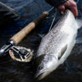 The Best Species to Combine with a Río Gallegos Fly Fishing Trip